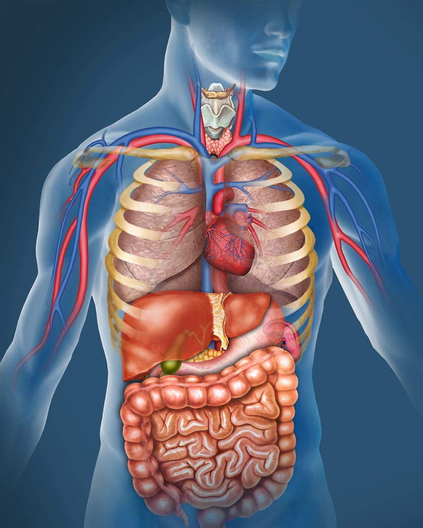 human body